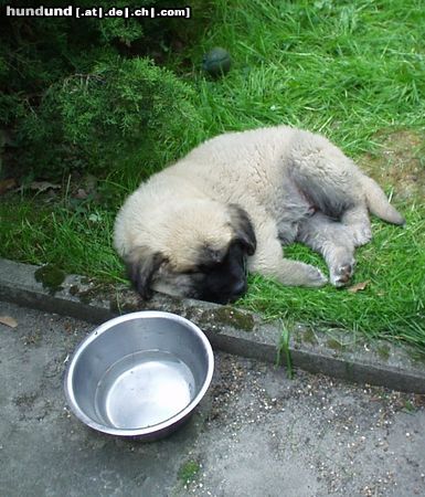 Kaukasischer Schäferhund Hunde Foto 10788 Kaukasischer Schäferhund Samson beim sachen vernichten, einer seiner lieblings beschäftigung