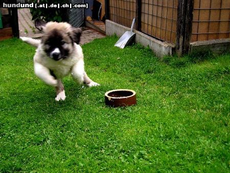 Kaukasischer Schäferhund Hunde Foto 13768 Kaukasischer Schäferhund Vam Bos Echinus 13 Wochen alt