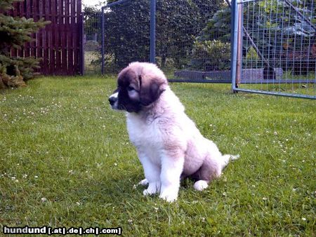 Kaukasischer Schäferhund Hunde Foto 13127 Kaukasischer Schäferhund Vam Bos Echinus 10 Wochen alt