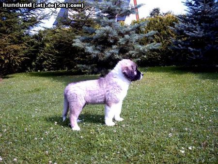 Kaukasischer Schäferhund Hunde Foto 13128 Kaukasischer Schäferhund Vam Bos Echinus 10 Wochen alt