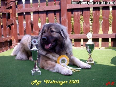 Kaukasischer Schäferhund RUS RPH NEKAR Ajgul (Agi)  Titel Weltsieger 2003