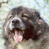 Kaukasischer Schäferhund, Kaukasischer Owtscharka, Kavkazaskaia Ovtcharka