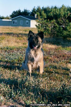 Wolfsspitz Hunde Foto 13676 Wolfsspitz