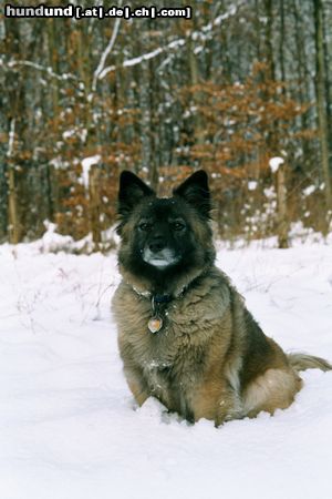 Wolfsspitz Hunde Foto 19547 in höherer Auflösung ansehen Wolfsspitz Aus dem Keeshondsche ist eine stattliche Hundedame geworden.