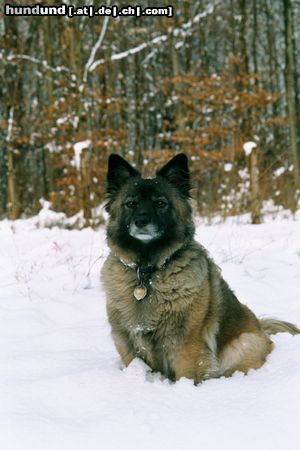 Wolfsspitz Aus dem Keeshondsche ist eine stattliche Hundedame geworden.