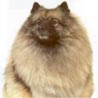 Wolfsspitz, Keeshond, Barkenspitz