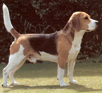 Kerry-Beagle Hunde Foto 299 Kerry-Beagle