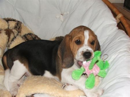 Kerry-Beagle