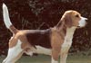 Kerry-Beagle Hund