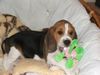 Kerry-Beagle Hund
