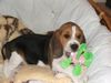 Kerry-Beagle Foto (ID 36704) Kerry-Beagle Hund