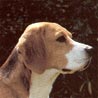 Kerry-Beagle, Pocadan
