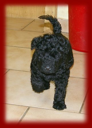 Kerry Blue Terrier Kerrywelpe 20Tage alt