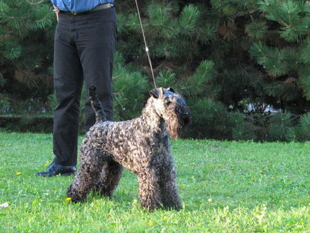 Kerry Blue Terrier Hunde Foto 36854 in höherer Auflösung ansehen Kerry Blue Terrier Bardo`s Bel Angel