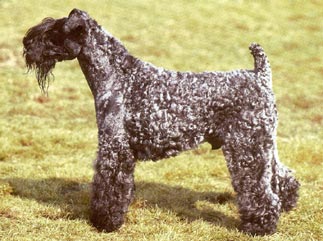 Kerry Blue Terrier Hunde Foto 300 Kerry Blue Terrier