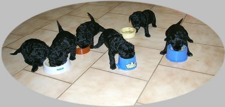 Kerry Blue Terrier Mahlzeit