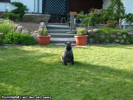 Kerry Blue Terrier