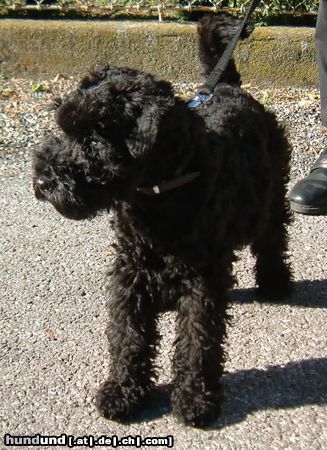 Kerry Blue Terrier