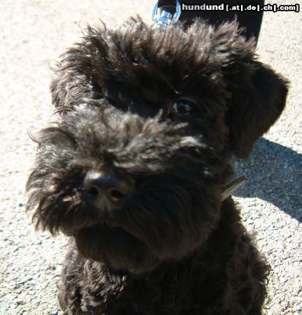 Kerry Blue Terrier Hunde Foto 6039 Kerry Blue Terrier