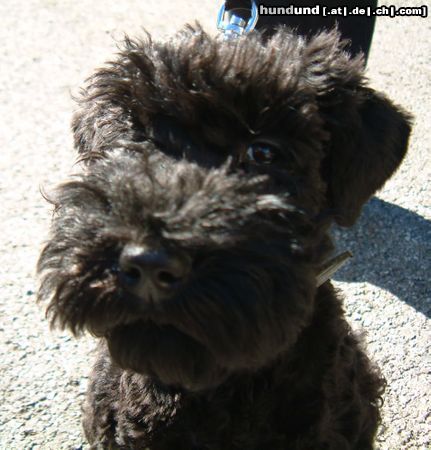 Kerry Blue Terrier