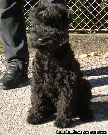 Kerry Blue Terrier