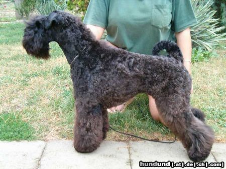 Kerry Blue Terrier BADACSONYALJA VALCER EZMI