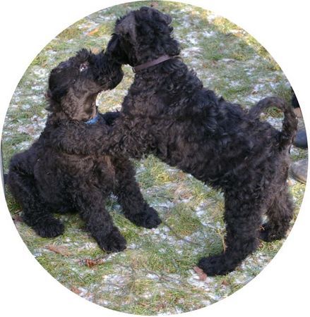Kerry Blue Terrier Geschwisterliebe