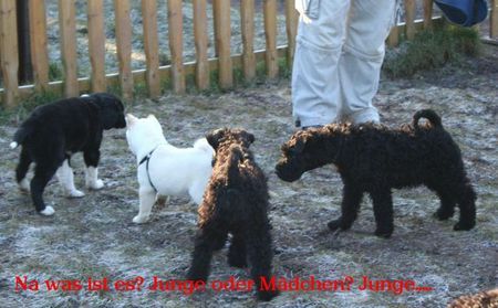 Kerry Blue Terrier Welpenspielstunde