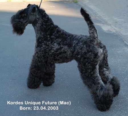 Kerry Blue Terrier Kordes Unique Future