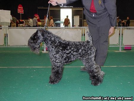Kerry Blue Terrier Hunde Foto 16771 in höherer Auflösung ansehen Kerry Blue Terrier CH Godreaman's Zaney Lad