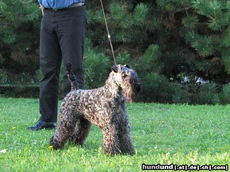 Kerry Blue Terrier Bardo's Bel Angel/Breeder:K.Uhl