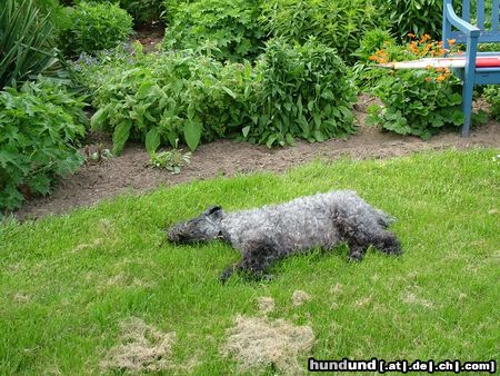 Kerry Blue Terrier Hunde Foto 21762 in höherer Auflösung ansehen Kerry Blue Terrier