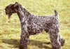 Kerry Blue Terrier Hund