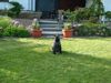 Kerry Blue Terrier Hund