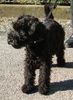 Kerry Blue Terrier Hund