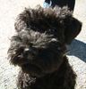 Kerry Blue Terrier Hund