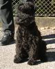 Kerry Blue Terrier Hund