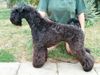 Kerry Blue Terrier Hund