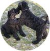 Kerry Blue Terrier Hund