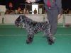 Kerry Blue Terrier Hund