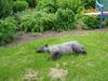 Kerry Blue Terrier Hund