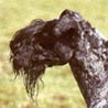 Kerry Blue Terrier, Irish Blue Terrier Kerry Blue Terrier, Irish Blue Terrier