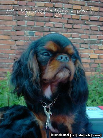 King Charles Spaniel ALEX Bohemia King