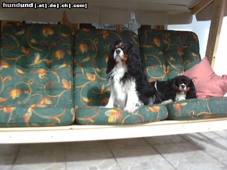 King Charles Spaniel Hunde Foto 3943 King Charles Spaniel Ricki und Sisi