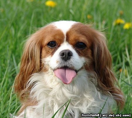 King Charles Spaniel Bijou