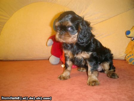 King Charles Spaniel Hunde Foto 8655 King Charles Spaniel Einer aus unseren ersten 2 Würfen.