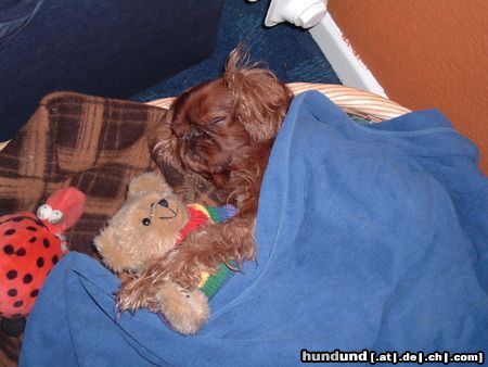 King Charles Spaniel Hunde Foto 16505 King Charles Spaniel Tja so ist er halt.....