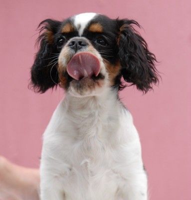 King Charles Spaniel Bonitas Companeros deluxe Akelei