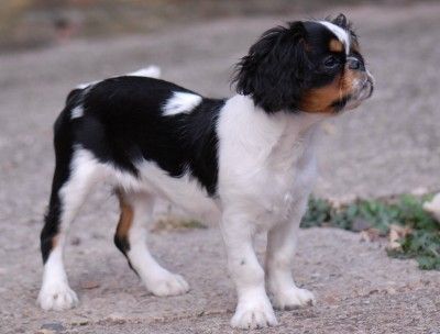 King Charles Spaniel Bonitas Companeros deluxe Akelei