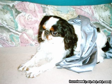 King Charles Spaniel Schnucki